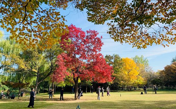 烏桕樹怎么讀,烏桕樹是什么意思