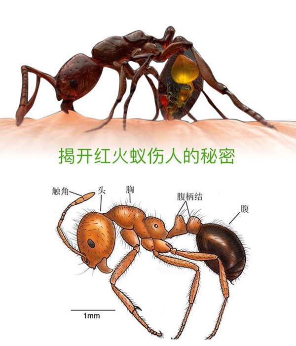 如何區(qū)分紅火蟻,紅火蟻有毒嗎,被咬了怎么辦