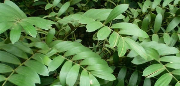 美葉鳳尾蕉花語(yǔ)