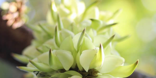 禾雀花的花語(yǔ)