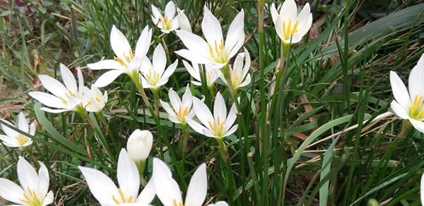韭菜蓮的花語(yǔ)