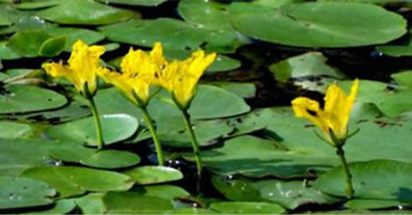 荇菜的花語和寓意