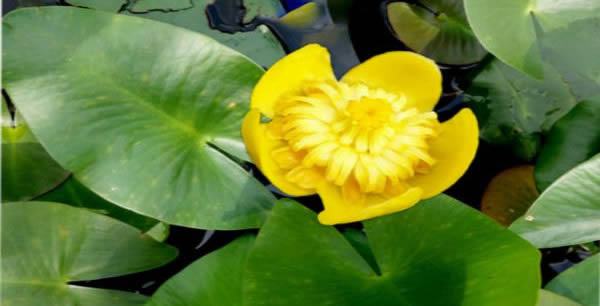 萍逢草的花語和寓意