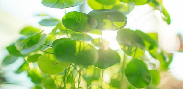 銅錢草的花語(yǔ)和寓意