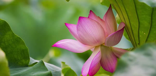 荷花的花語(yǔ)和寓意