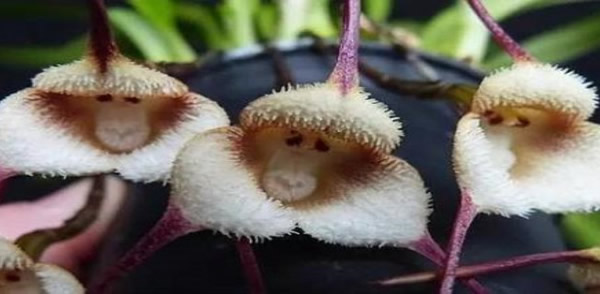 猴面小龍?zhí)m的花語(yǔ)