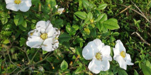 金櫻子的花語(yǔ)