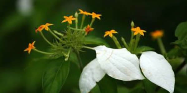 玉葉金花的花語