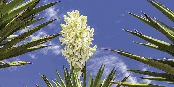 鳳尾蘭的花語(yǔ)