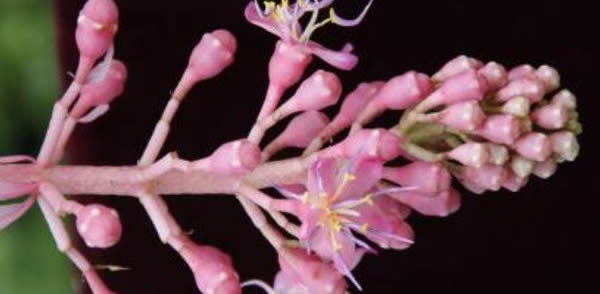 寶蓮燈的花語(yǔ)