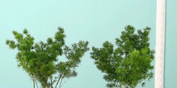 蓬萊松的花語(yǔ)