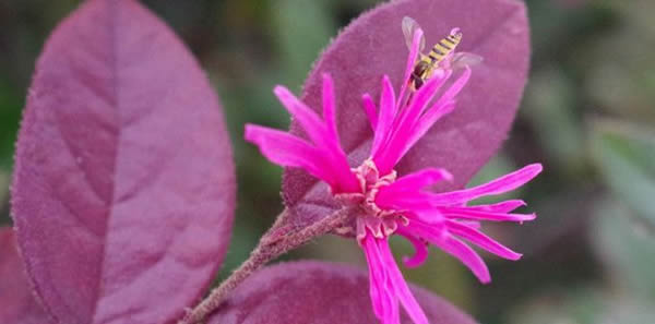 紅花繼木的花語