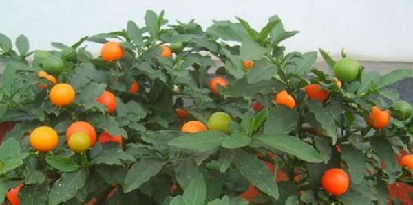 冬珊瑚的花語(yǔ)