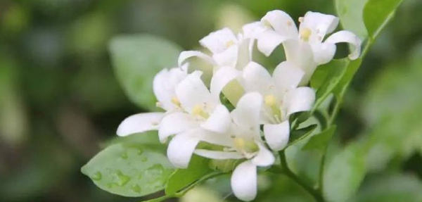 夜來(lái)香的花語(yǔ)