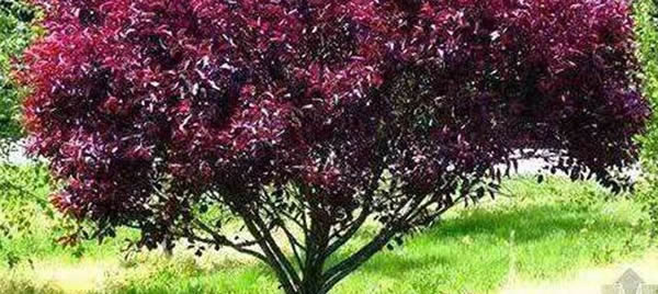 紫葉矮櫻的花語