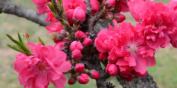 碧桃的花語(yǔ)