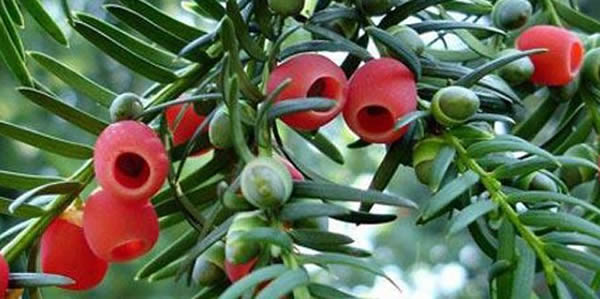 紅豆杉的花語(yǔ)