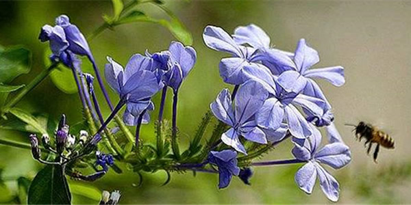 藍花丹的花語