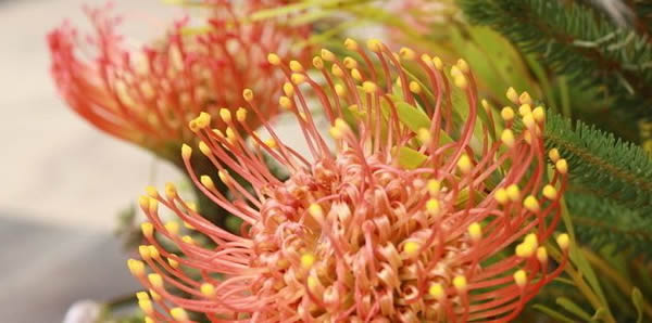 帝王花的花語(yǔ)