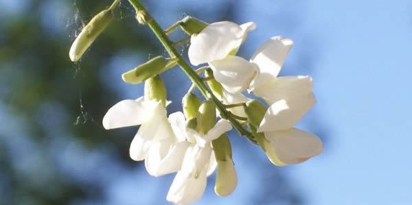 槐花的花語(yǔ)