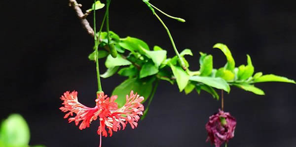 吊燈扶桑的花語(yǔ)