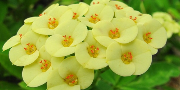 虎刺梅的花語