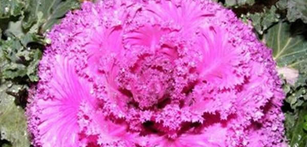 羽衣甘藍(lán)的花語(yǔ)