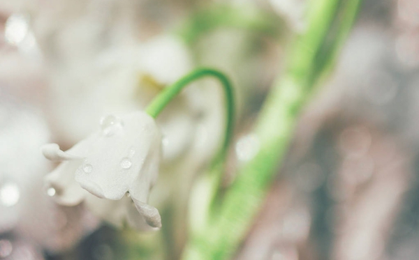 鈴蘭的花語(yǔ)和寓意是什么