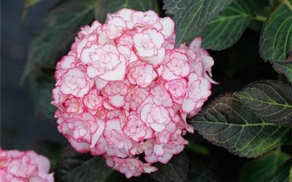 繡球花的花語(yǔ)和寓意是什么