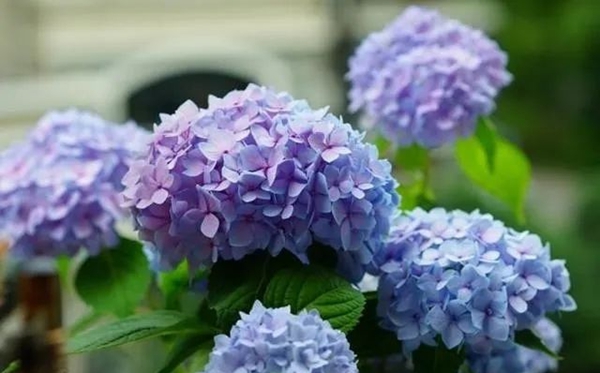 繡球花的花語(yǔ)和寓意是什么