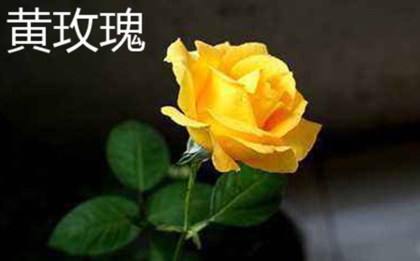 香檳玫瑰花語(yǔ),香檳玫瑰的象征與寓意是什么