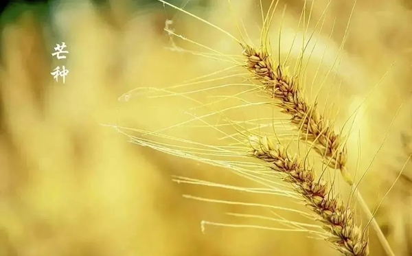 芒種節(jié)氣的含義是什么,芒種節(jié)氣的特點和風(fēng)俗簡介