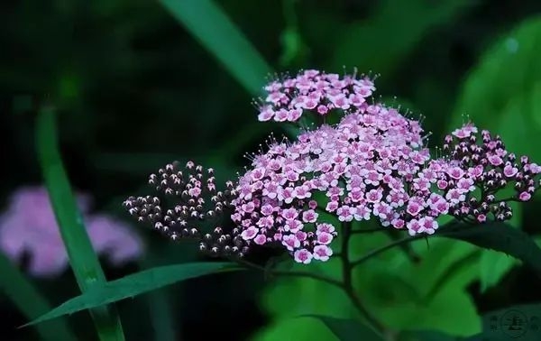 芒種節(jié)氣的含義是什么,芒種節(jié)氣的特點和風(fēng)俗簡介