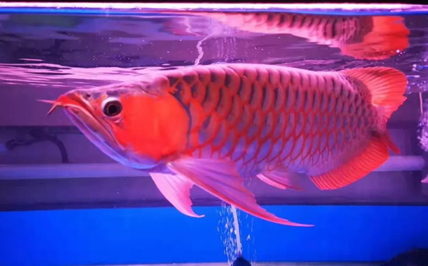 龍魚為什么那么貴,龍魚價(jià)格貴的原因