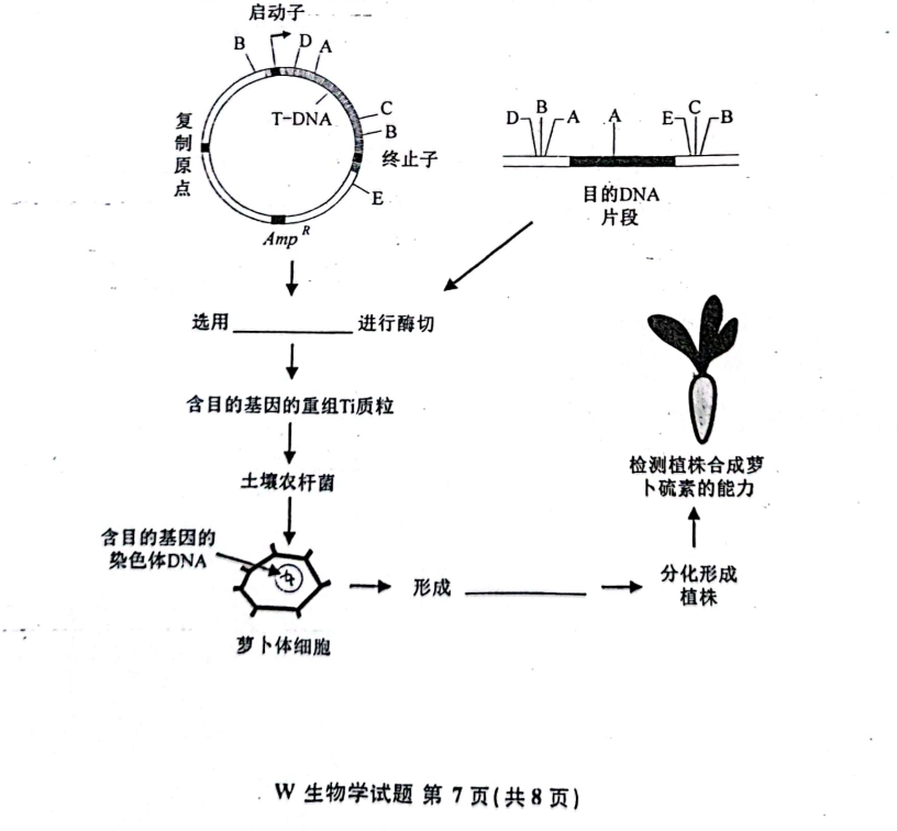 新高考2024七省聯(lián)考生物試卷及答案解析